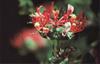Bach Kaprifolie (Honeysuckle)
